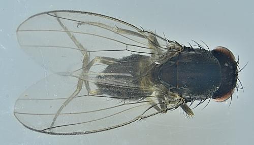 Réf. 353 557 : Drosophila sp.